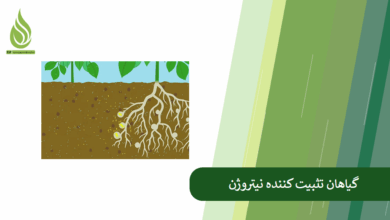 تصویر چگونه نیتروژن خاک را حفظ کنیم؟ گیاهان تثبیت کننده نیتروژن کدامند؟