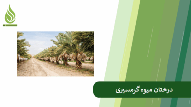 تصویر کدام درختان نسبت به گرما مقاومند؟ (معرفی درختان میوه گرمسیری مناسب کشت در ایران)