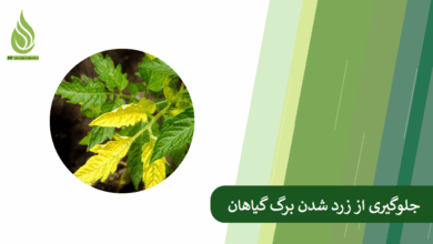تصویر با این روش ها جلوی زرد شدن برگ گیاهان را بگیرید!