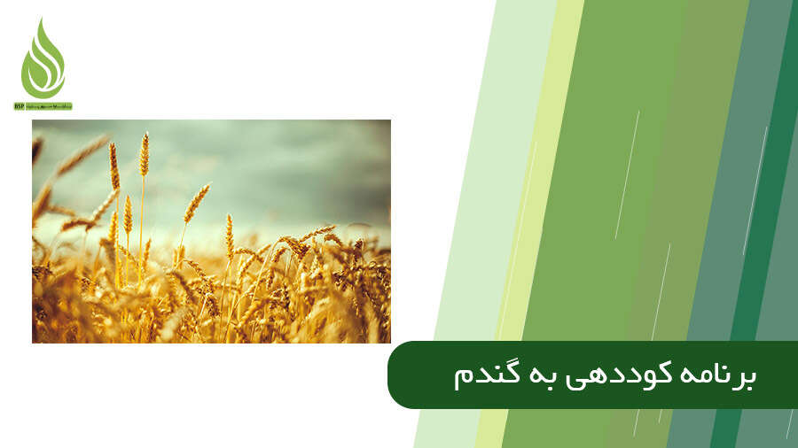 کوددهی گندم