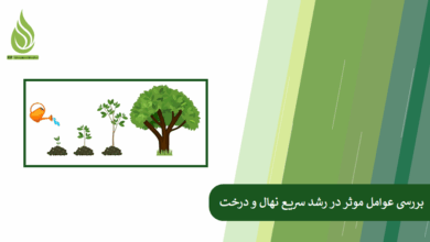 تصویر رشد سریع نهال و درخت به چه فاکتورهایی بستگی دارد؟