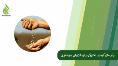 تصویر بذر مال کردن: تکنیکی ساده اما حرفه‌ای برای افزایش جوانه‌زنی