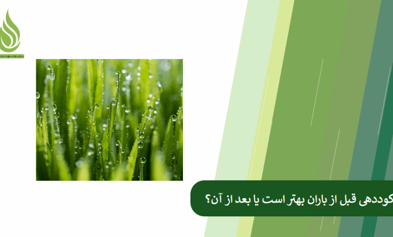 تصویر کوددهی قبل از باران یا بعد از باران؟ کدام یک بهتر است؟