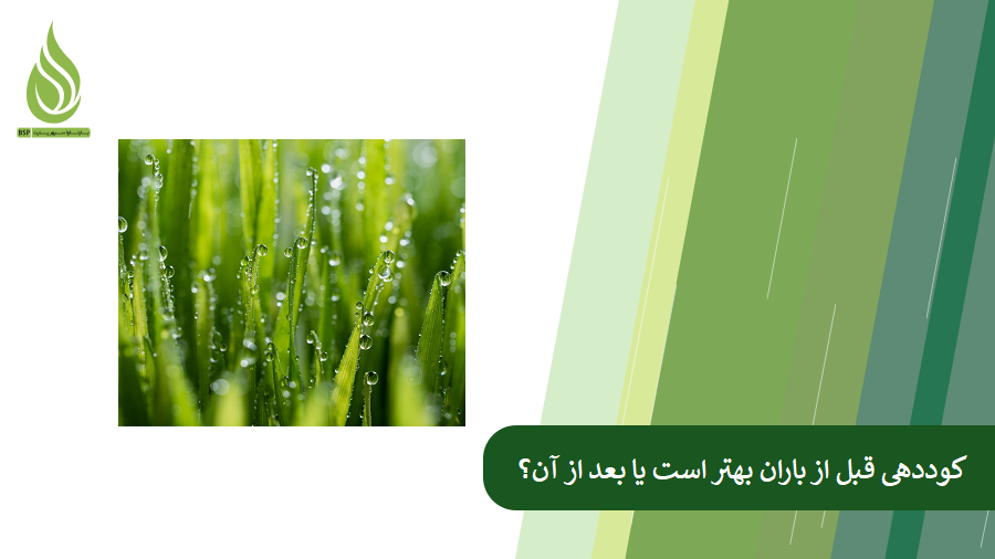 کوددهی بعد از باران یا قبل از باران؟