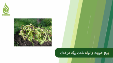تصویر علت لوله شدن و پیچ خوردن برگ درختان میوه (به ویژه هلو و مرکبات) چیست؟