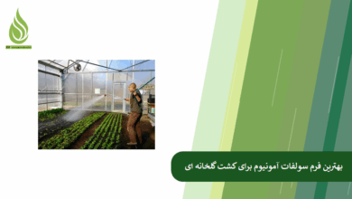 تصویر کدام فرم سولفات آمونیوم برای گلخانه داران مناسب تر است؟ مایع، کریستاله یا گرانوله؟