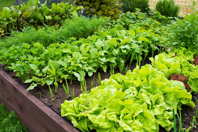 خاک مناسب برای سبزی خوردن 3