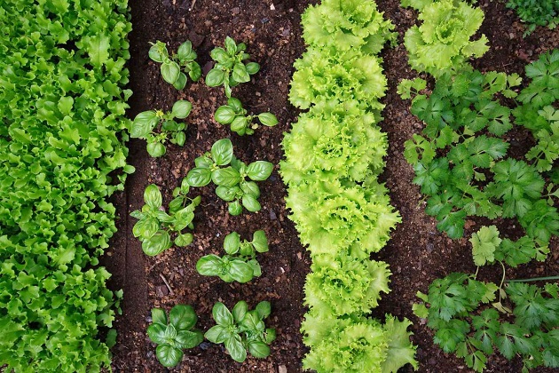 خاک مناسب برای سبزی خوردن