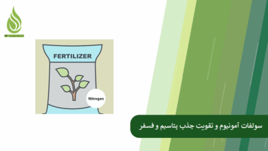 تصویر نقش سولفات آمونیوم در تقویت جذب پتاسیم و فسفر