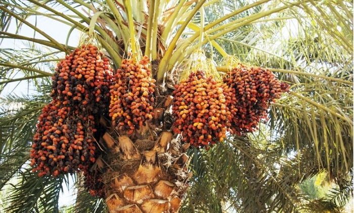 سولفات آمونیوم و شیرینی خرما 3