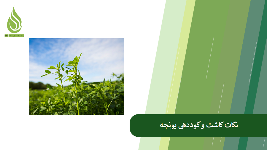 نکات کوددهی و کاشت یونجه