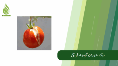 تصویر علت ترک خوردن گوجه فرنگی چیست؟ راه های جلوگیری از آن کدامند؟