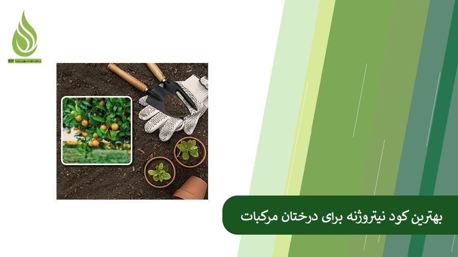 معرفی بهترین کود نیتروژنه برای مرکبات