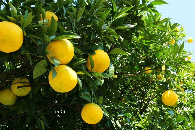 کود نیتروژنه برای مرکبات- سولفات آمونیوم