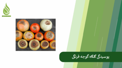 تصویر پوسیدگی گلگاه گوجه فرنگی و نحوه پیشگیری از آن