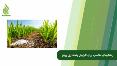 تصویر چگونه پنجه زنی برنج را افزایش دهیم؟ نکات کلیدی برای کشاورزان