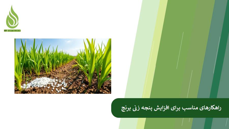 راهکارهای مناسب برای افزایش پنجه زنی برنج