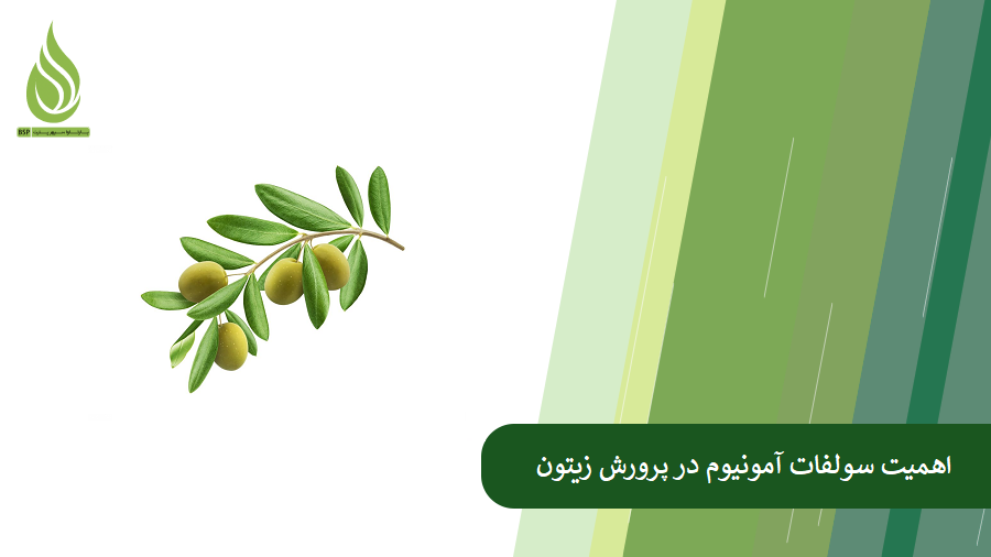 سولفات آمونیوم و زیتون- تاثیرات سولفات آمونیوم در پرورش درختان زیتون