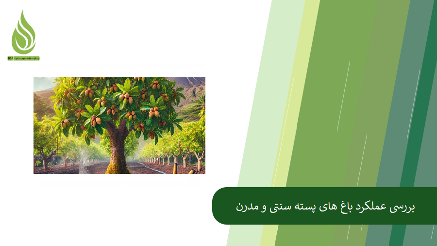 باغ پسته سنتی یا مدرن- بررسی مزیت ها و معایب هر دو باغ