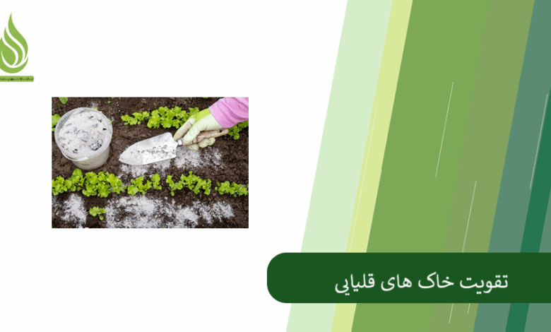 تصویر چرا خاک قلیایی می شود؟ چگونه خاک قلیایی را تقویت کنیم؟