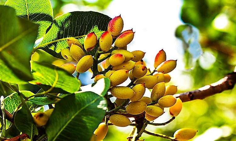 باغ پسته سنتی یا مدرن