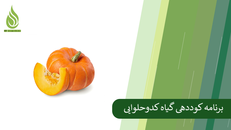 همه چیز درباره کوددهی کدو حلوایی