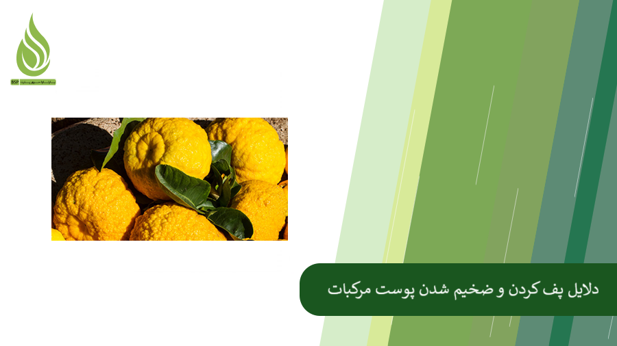 بررسی عارضه پفکی شدن پوست نارنگی و مرکبات