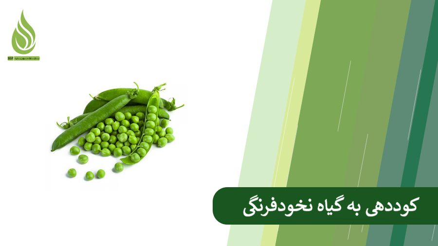 برنامه کوددهی به نخودفرنگی