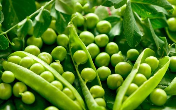 شرایط محیطی مناسب و کوددهی به نخودفرنگی برای رشد مطلوب