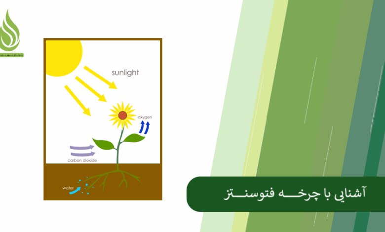 تصویر فتوسنتز چیست؟ چه عواملی بر میزان فتوسنتز تاثیر می گذارند؟