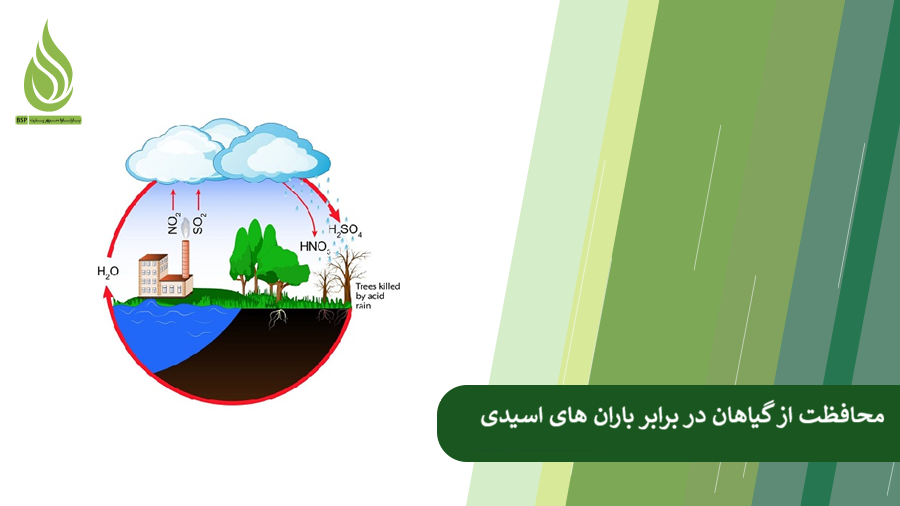 محافظت از گیاهان در برابر اثرات باران های اسیدی