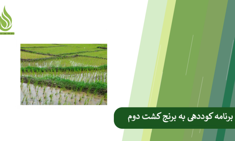 تصویر کود دهی کشت دوم برنج؛ راهکار مهم برای برداشت محصول بیشتر