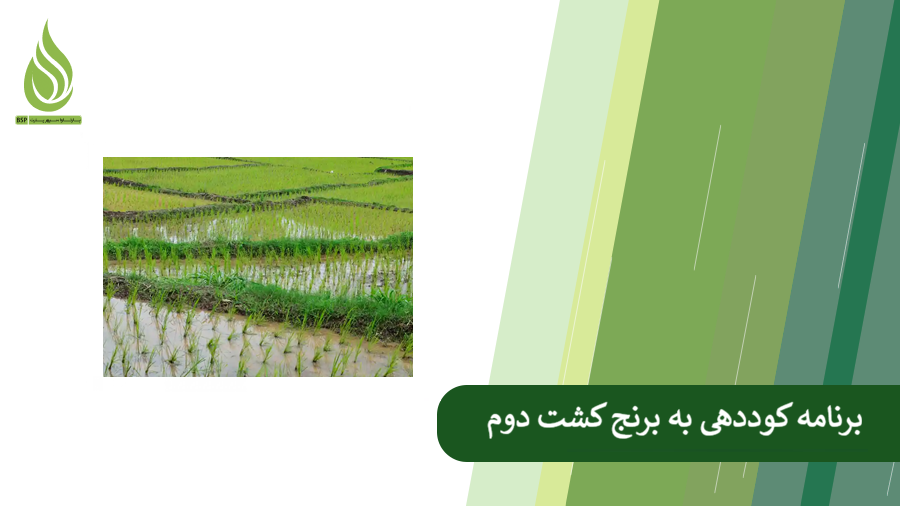 نکات مهم در تدوین برنامه کود دهی کشت دوم برنج