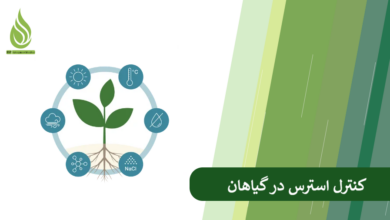 تصویر چرا گیاه دچار استرس می شود؟ + راهکارهای تقویتی برای احیای سریع گیاهان