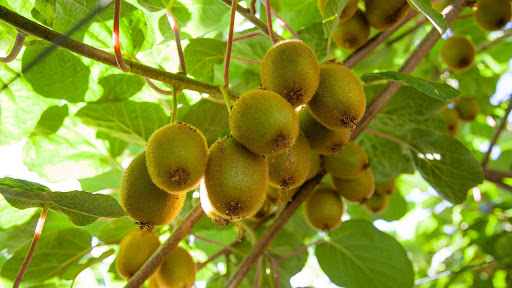 کاشت و کوددهی به کیوی