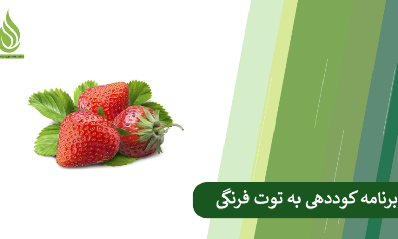 تصویر برنامه کامل تغذیه و کوددهی به توت فرنگی (بر اساس مراحل رشد)