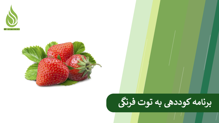 شرایط مناسب برای رشد توت فرنگی + برنامه کوددهی به توت فرنگی