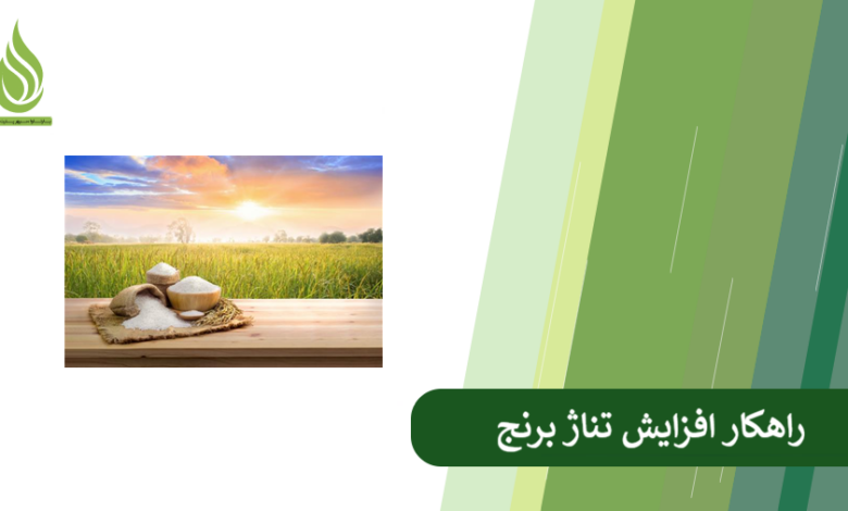 تصویر چرا تناژ برنج پایین است؟ راهکارهای عملی برای افزایش تناژ برنج
