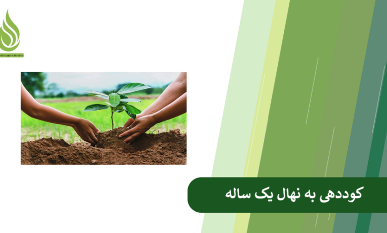 تصویر با این کوددهی، نهال یک ساله تان غول می شود! (راهکارهای علمی و عملی)
