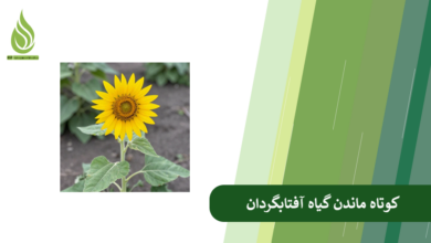 تصویر دلیل کوتاه ماندن گیاه آفتابگردان چیست؟ + راهکارهای افزایش قد آفتابگردان