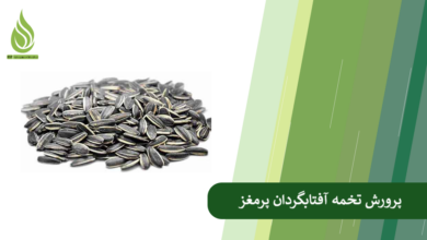 تصویر دلیل پوک شدن تخمه آفتابگردان چیست؟ + راهکار پرورش تخمه آفتابگردان پرمغز