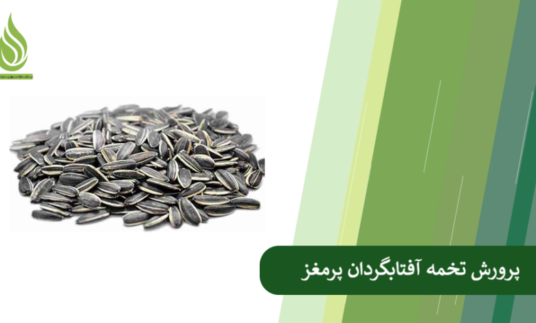 تصویر دلیل پوک شدن تخمه آفتابگردان چیست؟ + راهکار پرورش تخمه آفتابگردان پرمغز
