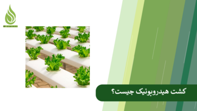 تصویر معرفی کشت هیدروپونیک: به عنوان آینده کشاورزی برای مدیریت بحران آب