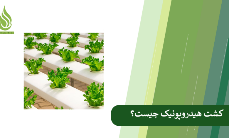 تصویر معرفی کشت هیدروپونیک: به عنوان آینده کشاورزی برای مدیریت بحران آب
