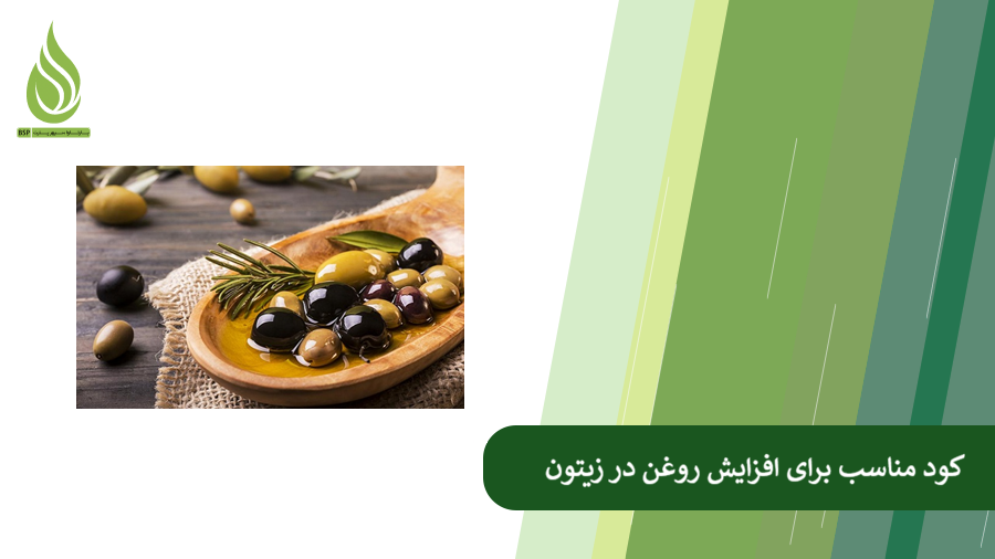 کودهای مناسب برای افزایش روغن در زیتون