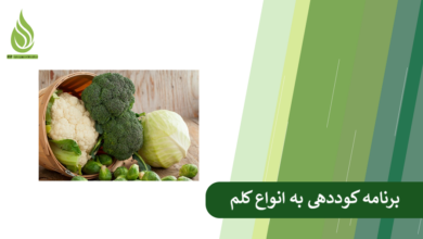 تصویر کوددهی به کلم: راهنمای جامع تغذیه انواع کلم (بروکلی، گل کلم، کلم پیچ)