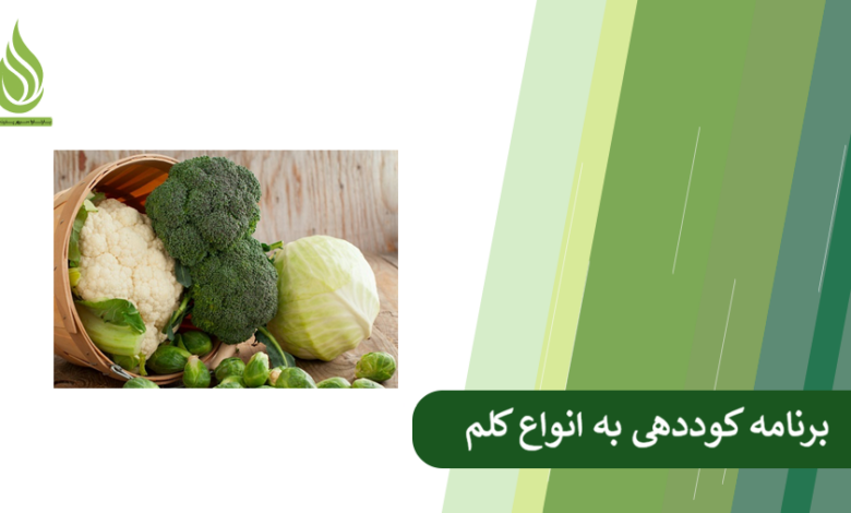 تصویر کوددهی به کلم: راهنمای جامع تغذیه انواع کلم (بروکلی، گل کلم، کلم پیچ)