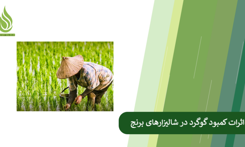 تصویر علائم کمبود گوگرد در زمین برنج کدامند؟ + راهکارهای کشاورزی برای رفع این کمبود