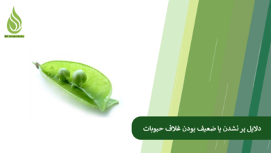 تصویر چرا حبوبات گل می دهند ولی غلاف نمی بندند؟ (دلایل غلاف ندادن + راهکار قطعی)