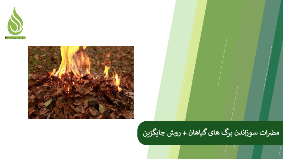 بررسی ضررهای سوزاندن برگ گیاهان + روش های جایگزین